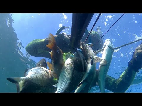 Видео: Подводная охота в Ласпи на кефаль 18.09.2024