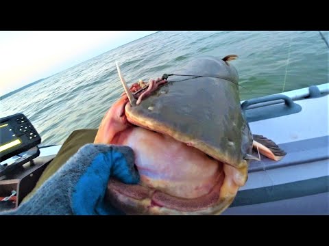 Видео: ОНО меня чуть С ЛОДКИ НЕ ВЫДЕРНУЛО!! Рыбалка летом на сома