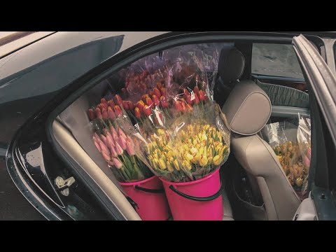 Видео: Тюльпаны | Крутая тема к 8 марта | Личный опыт в +