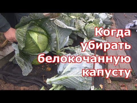 Видео: Уборка белокочанной капусты. Результат посадки на черный спанбонд