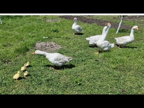 Видео: гусята не признают гусей!