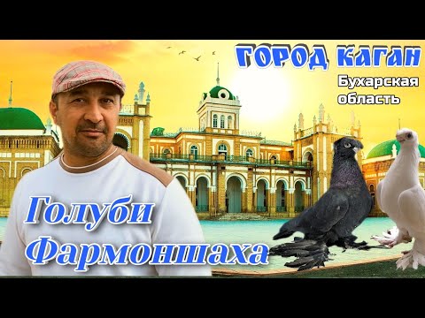 Видео: Козырная голубятня город Каган.В гостях у Фармоншаха. Общение о бухарских, узбекских голубях #обзор