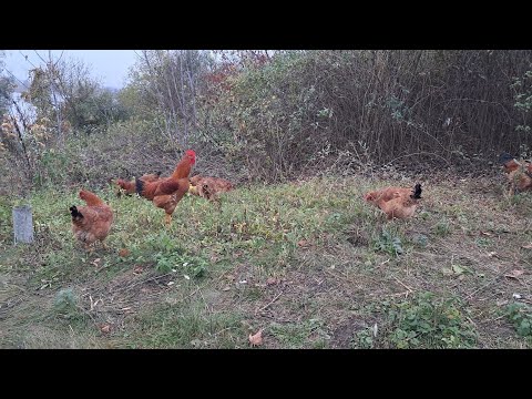 Видео: Наші будні 22 жовтня 2025