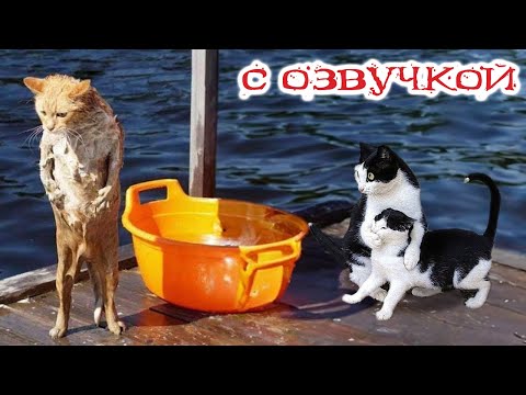 Видео: Приколы с котами! С ОЗВУЧКОЙ! Самые смешные животные! СМЕШНЫЕ КОТЫ И СОБАКИ!