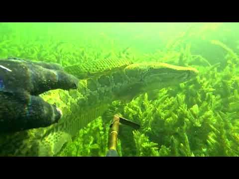 Видео: Су астындағы аңшылық 