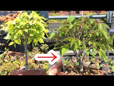 Видео: В пределах 5 см Зелкова бонсай ・ Вторые осенние листья Бонсай Отрегулируйте листья ・ Yajimaen @
