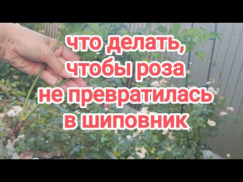 Видео: Может ли декоративная роза перерости в шиповник? При внимательном отношении - нет!