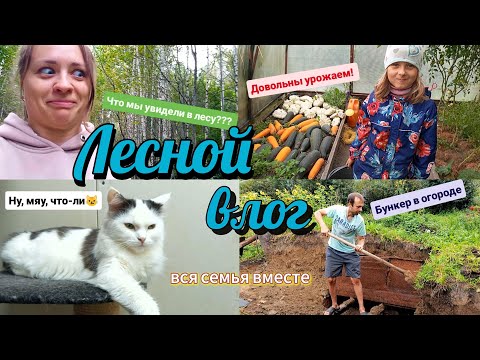 Видео: УШЛИ В ЛЕС И НАШЛИ ТАМ.../РАБОТА В ОГОРОДЕ В КОНЦЕ ЛЕТА/ГРИБНОЙ СУП С СЫРОМ