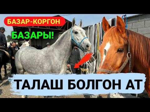 Видео: Базар-Коргон мал базары!