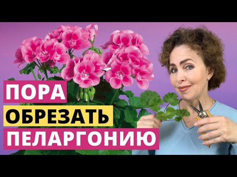 Видео: Весенняя обрезка Пеларгонии. Пеларгония уход.