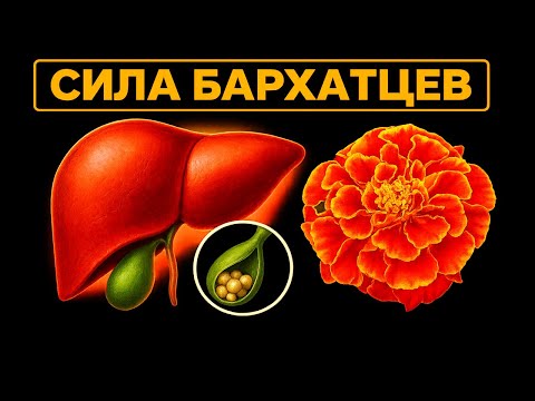 Видео: ЦВЕТЫ, КОТОРЫЕ СПАСАЮТ ПЕЧЕНЬ, СОСУДЫ И ЗРЕНИЕ — СЕКРЕТ БАРХАТЦЕВ, О КОТОРОМ НЕ ЗНАЮТ 90% 🌼👁️