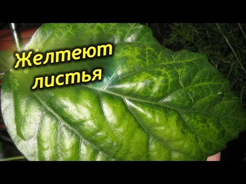 Видео: У Китайской розы желтеют и опадают листья! Почему гибискус сбрасывает бутоны?