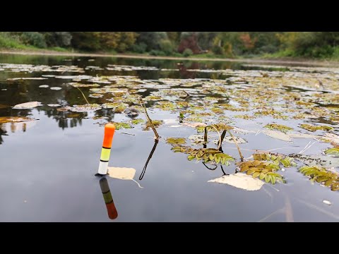 Видео: ГЛУБИНА 30см! Рыбалка на карася в сентябре. Ловля на поплавок осенью