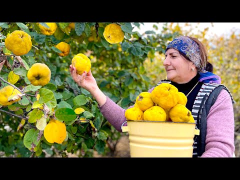 Видео: Бабушка собирает свежую айву - выпекает варенье из айвы и пирог с мармеладом