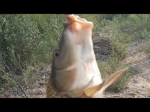 Видео: Зур закан N 3.Мингбулок.