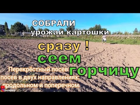Видео: Горчица сидерат-зелёное удобрение. Сеем горчицу.  Горчица как удобрение. Метод посева горчицы.