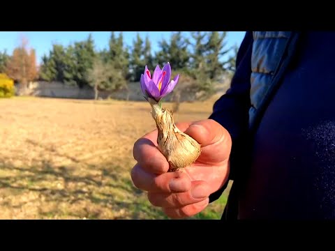 Видео: «Красное золото» Азербайджана. «Москва-Баку» раскрыли тайны самой дорогой специи - шафрана