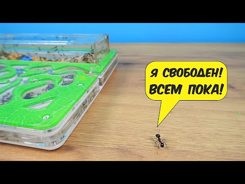 Видео: Куда пойдет Муравей если сбежит из формикария?