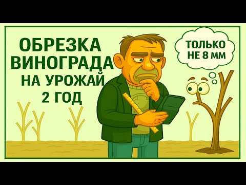 Видео: 🍇 Обрезка винограда ВО ВТОРОЙ ГОД НА УРОЖАЙ. Как сформировать первые  РУКАВА и ПЛОДОВЫЕ СТРЕЛКИ.