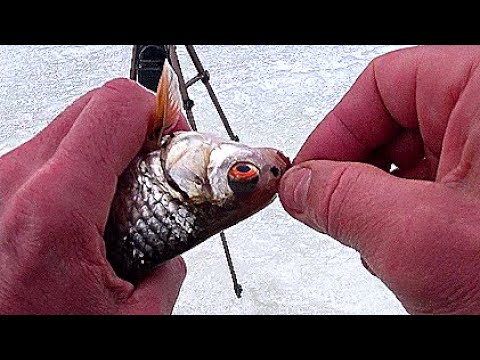 Видео: Наловил ПЛОТВЫ в феврале. Как поймать рыбу в глухозимье. Рыбалка на ОЗЕРНЕ.