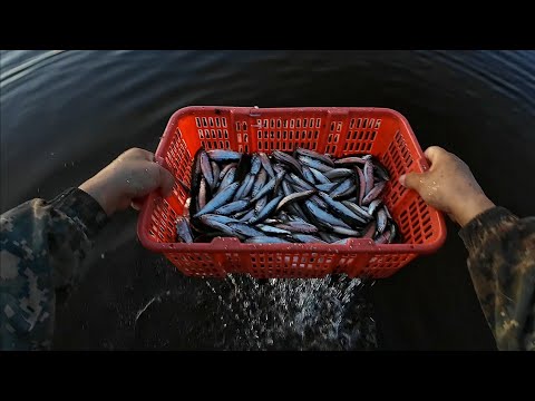 Видео: Ловля тугунка в северной Якутии