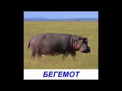 Видео: Животные Африки - Презентация для детей по Доману