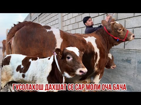 Видео: 3 сар моли  оча бача оригинал нархаш арзон  13 ноября 2025 г.
