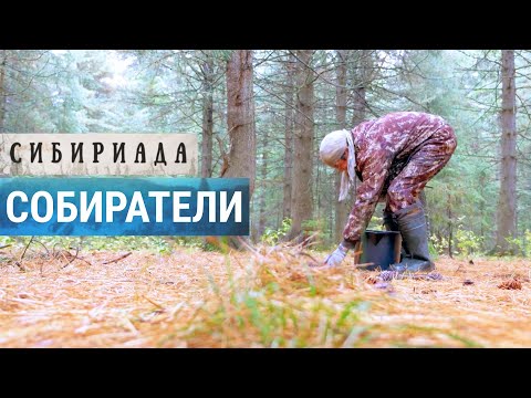 Видео: Собиратели дикороса в тайге | СИБИРИАДА