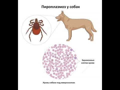 Видео: Основные симптомы бабезиоза пироплазмоза кошек и собак когда укусил клещ