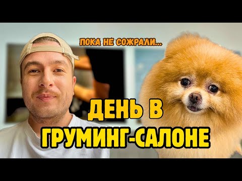 Видео: Уютный день в груминг-салоне | Спокойная рутина с собаками
