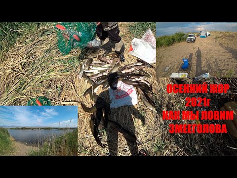 Видео: ЛЕТНЯЯ РЫБАЛКА С КОМФОРТОМ!РЫБАЛКА НА РЕКЕ ИЛИ.Ловля змееголова на поставки.