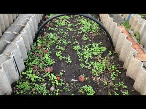 Видео: Вот такая Виктория.