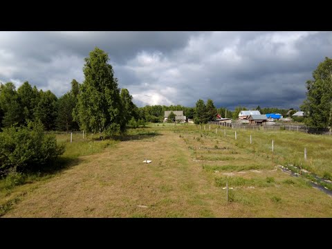 Видео: Ураганный ветер!!  мои мысли по формировке саженцев Ирги! Делаем Пушистиков!!!