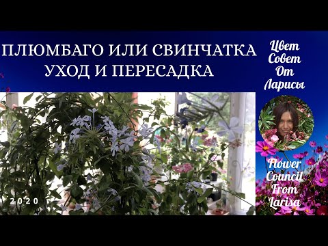 Видео: ПЛЮМБАГО ИЛИ СВИНЧАТКА УХОД И ПЕРЕСАДКА 4К