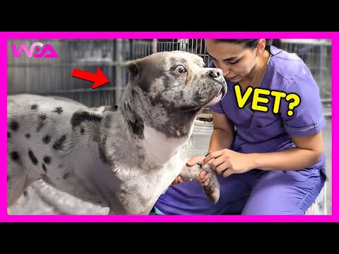 Видео: 🐶💉 Собаки, которые полностью теряют самообладание в ветеринарной клинике! 😱 | Подборка излишне др...