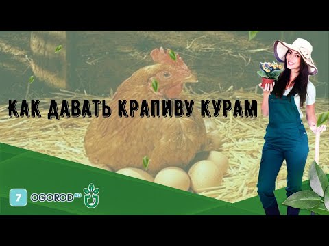 Видео: Как давать крапиву курам