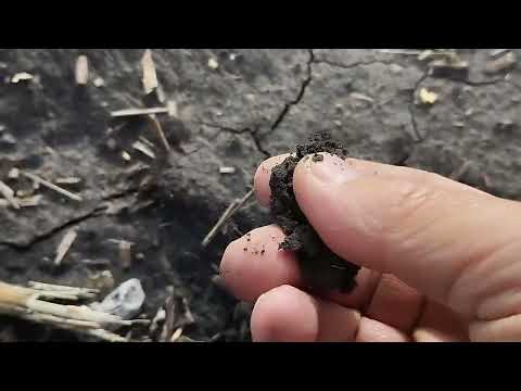 Видео: Сходи озимої 🌾пшениці, і кірка на ній!