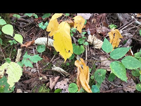 Видео: Сезон женьшеня. Погоня за деньгами. Эпизод 12. Золото в холмах Кентукки. #женьшень #hckt #округХа...