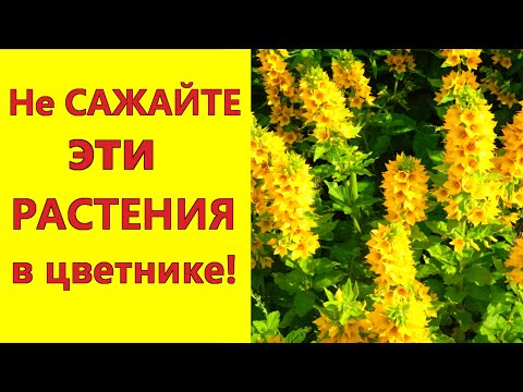 Видео: Не сажайте эти растения в цветнике! Они вытеснят все остальные цветы.