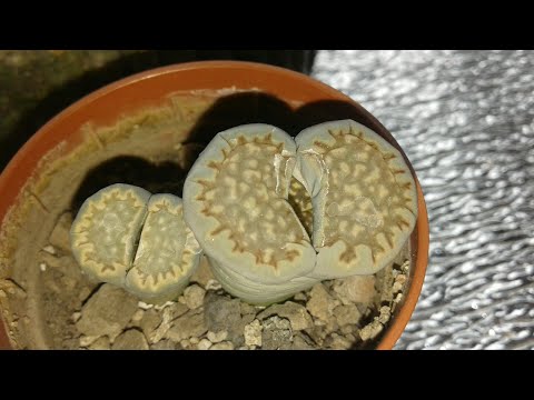 Видео: Литопсы. Уход за сеянцами. Первая линька 16.01.2020.