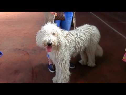 Видео: ТАЙНА ДРЭДОВ У КОМОНДОРА ! Like getting dreadlocks have Komondor. Odessa.