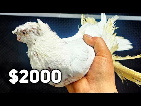 Видео: Голубь по цене лошади 🔥 Двухчубые голуби. Tauben. Pigeons. Palomas.