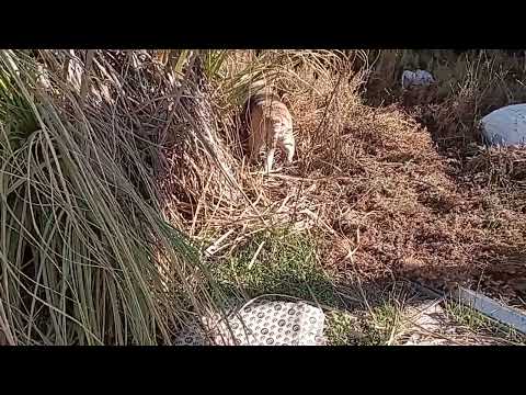 Видео: Бильбо и все все все 19.06.2025 ч.1