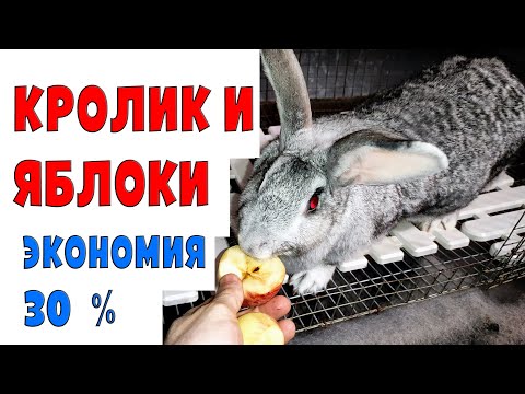 Видео: Яблоки кроликам / Экономия 30 %