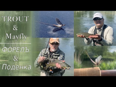 Видео: Форель & Поденка [ENG]