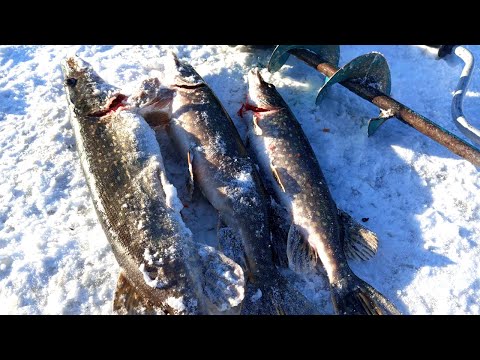 Видео: РЫБАЛКА НА ЖЕРЛИЦЫ В ГЛУХОЗИМЬЕ. ПОКЛЁВКИ В МОРОЗ И В ОТТЕПЕЛЬ. ТРЁХДНЕВНАЯ РЫБАЛКА.