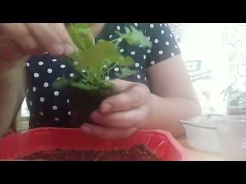 Видео: Кампанула. Формирование кустика, часть 2