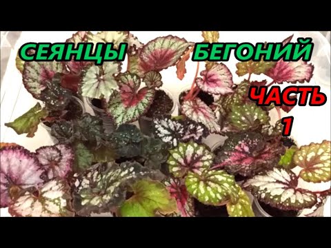 Видео: СЕЯНЦЫ БЕГОНИЙ 🌺 Часть -1