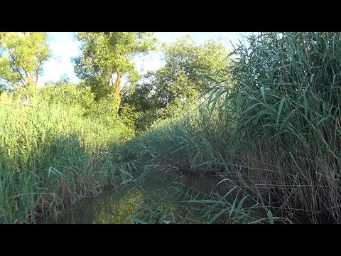 Видео: Риболовля на дикому озері