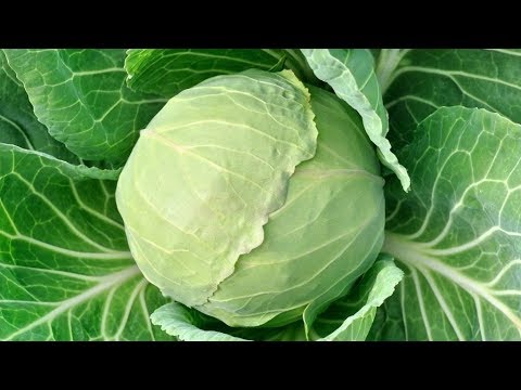 Видео: Как часто и сколько поливать капусту? Все о поливе капусты?